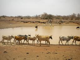 20090508-burkina faso 056 oasis.JPG